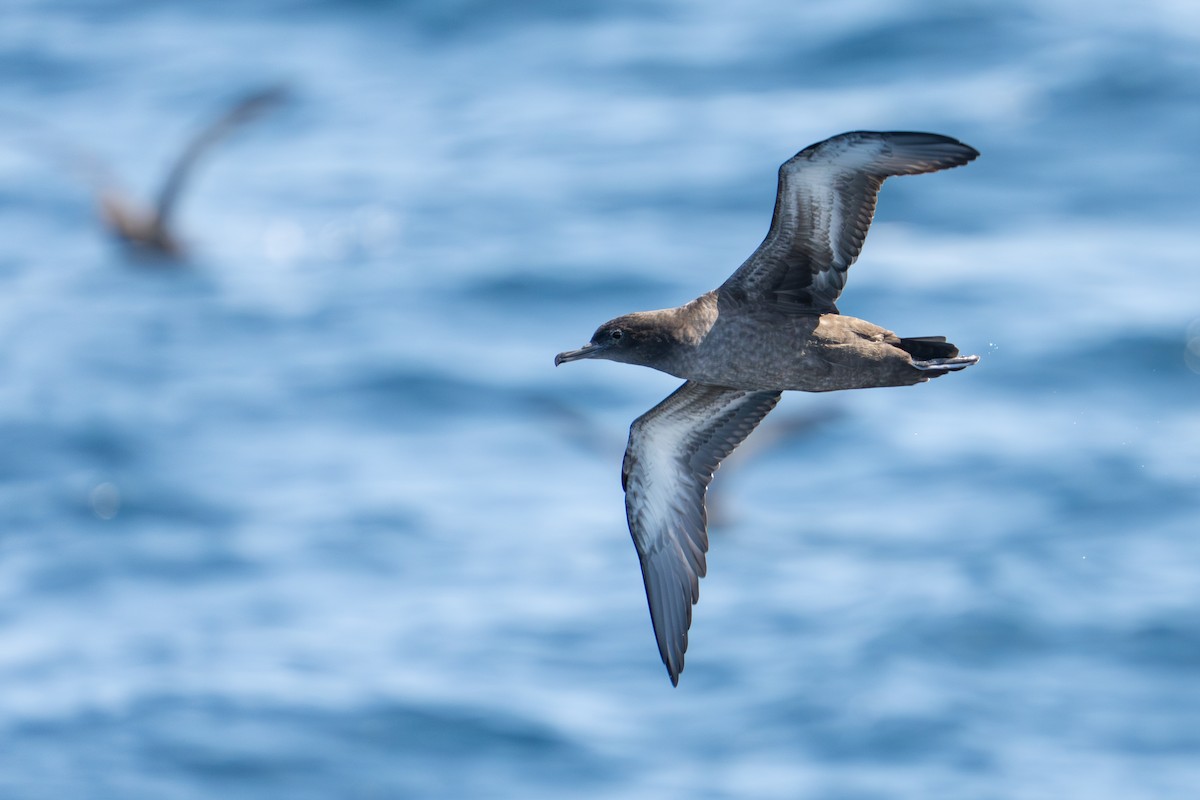 Sooty Shearwater - ML641308199