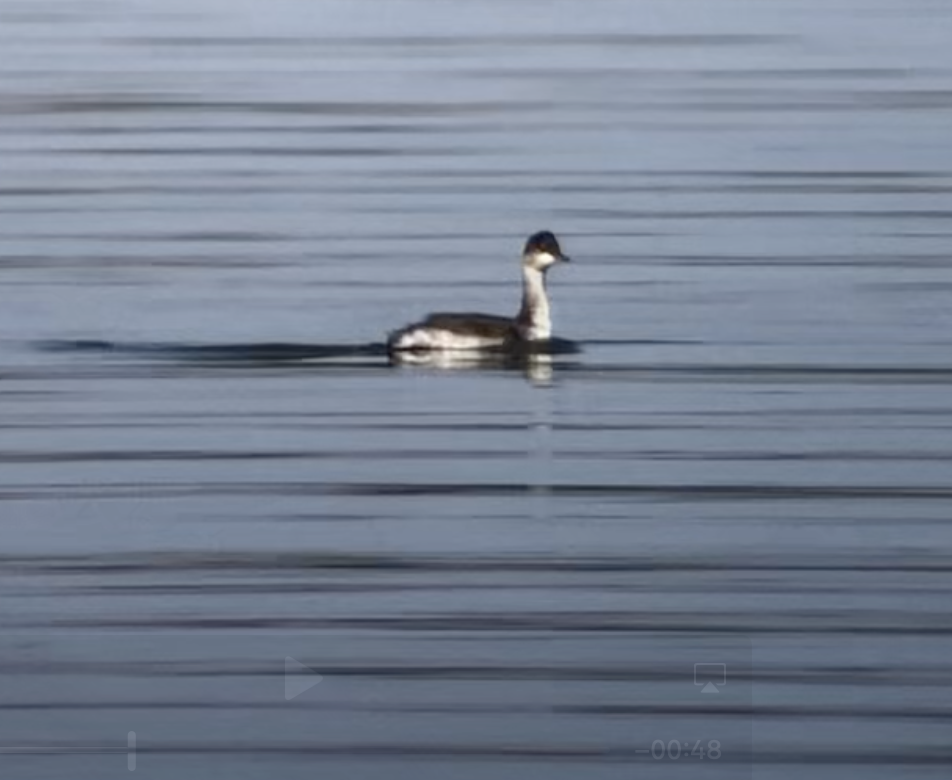 ハジロカイツブリ - ML641308218