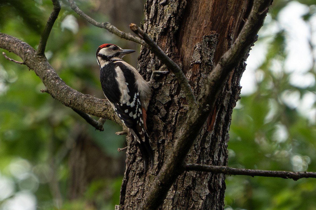 Picchio rosso maggiore - ML641308222