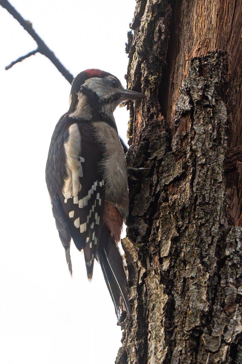 Picchio rosso maggiore - ML641308224