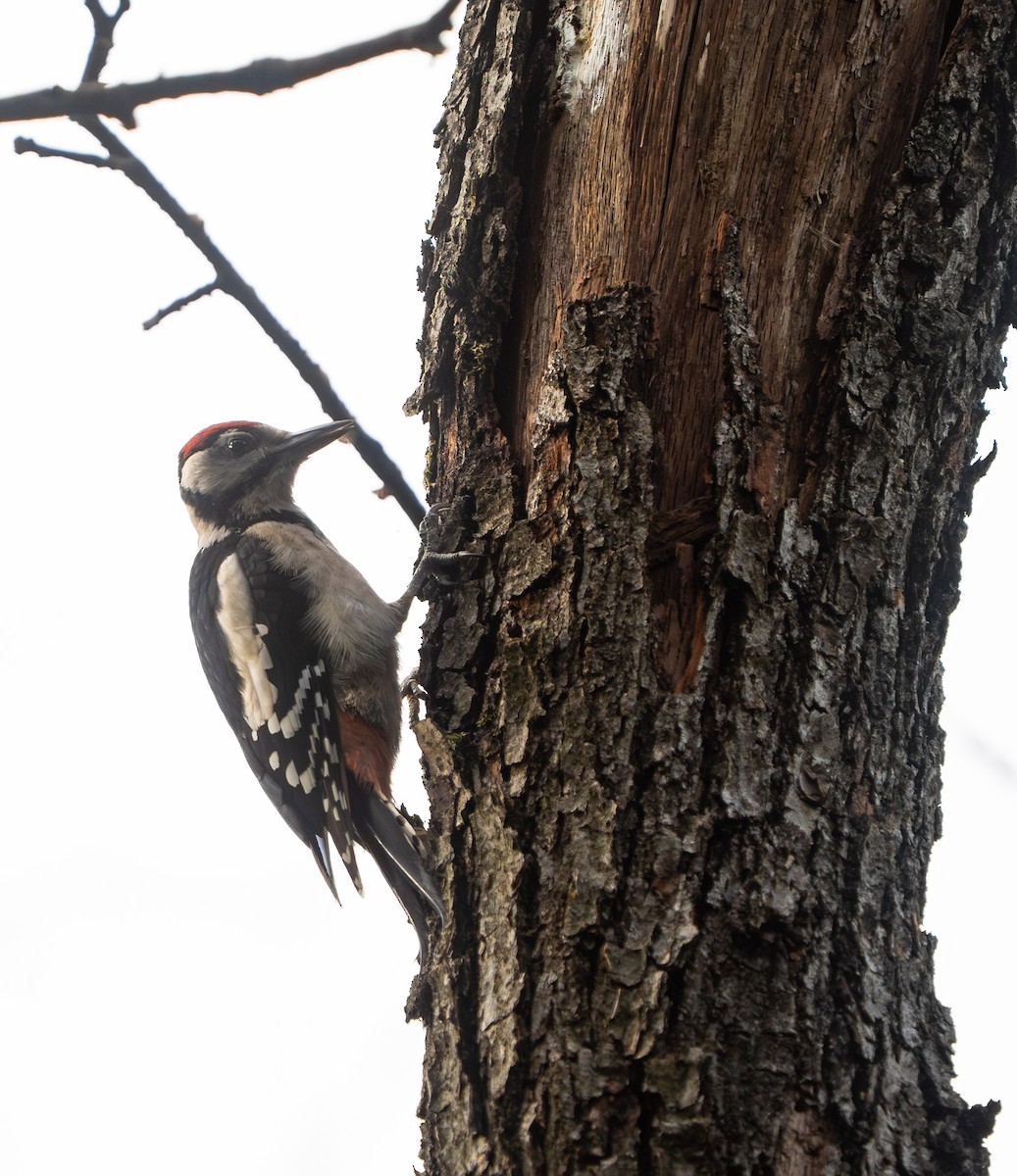 Picchio rosso maggiore - ML641308225