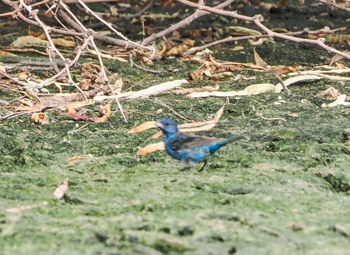 Indigo Bunting - ML641308238