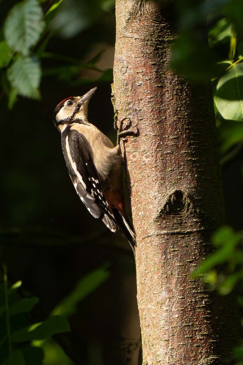 Picchio rosso maggiore - ML641308266
