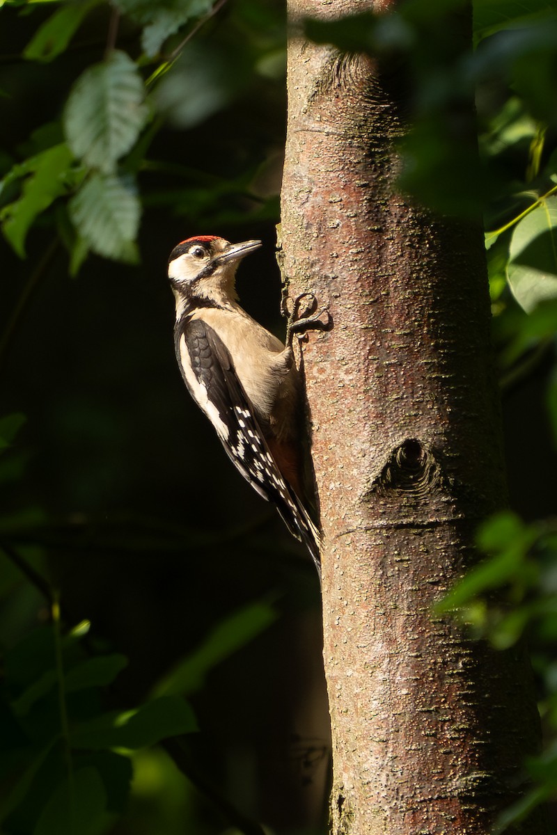 Picchio rosso maggiore - ML641308267