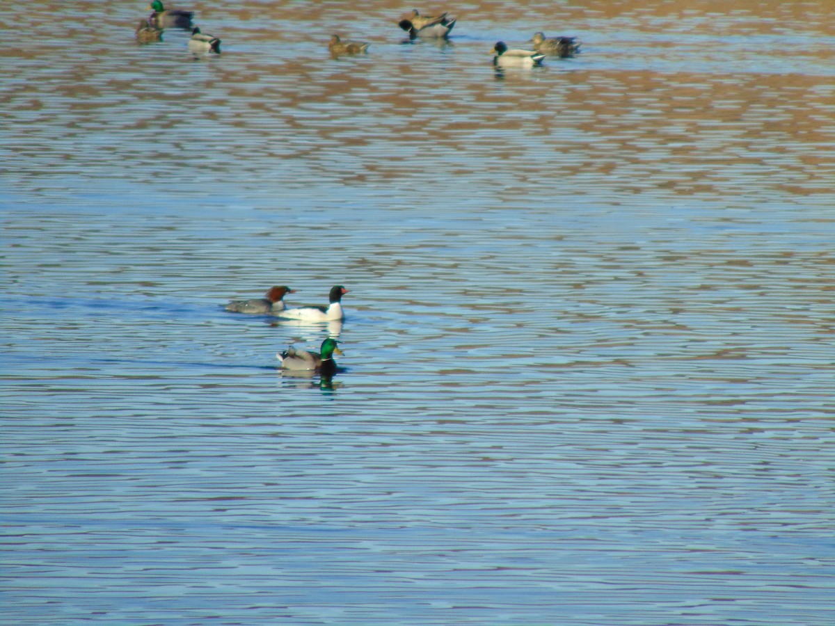 Common Merganser - ML641308269