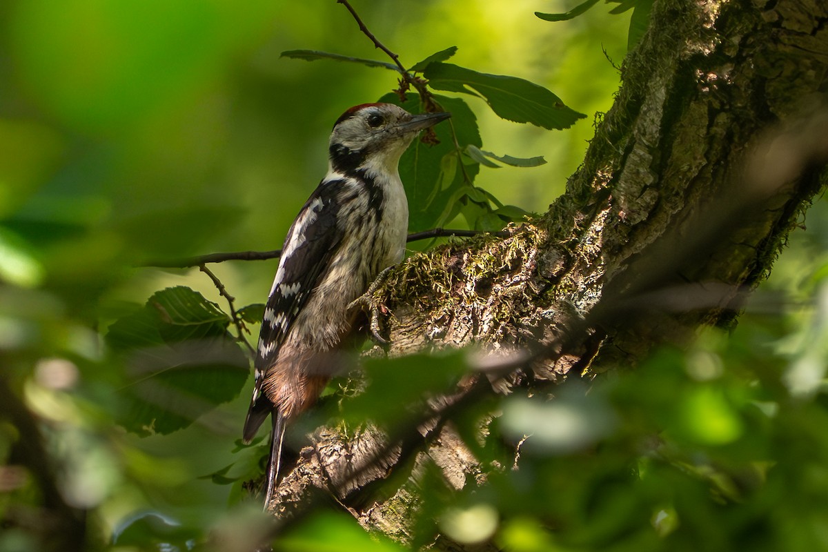 Picchio rosso mezzano - ML641308272