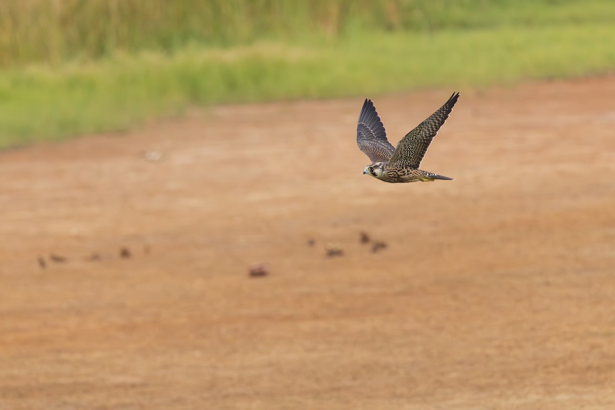 Peregrine Falcon (Tundra) - ML641308279