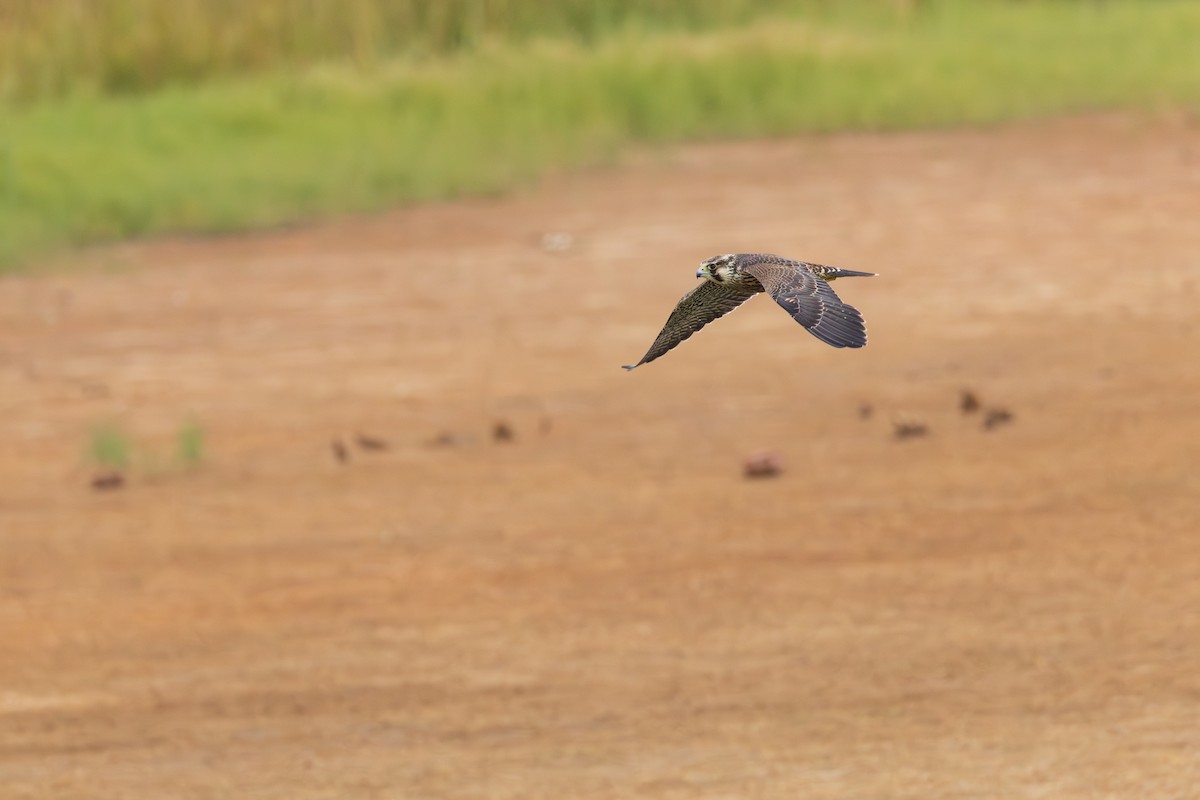 Peregrine Falcon (Tundra) - ML641308280