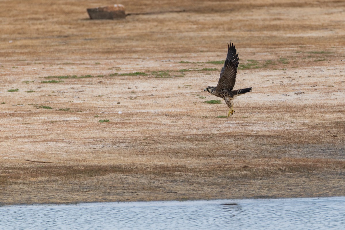 Peregrine Falcon (Tundra) - ML641308281