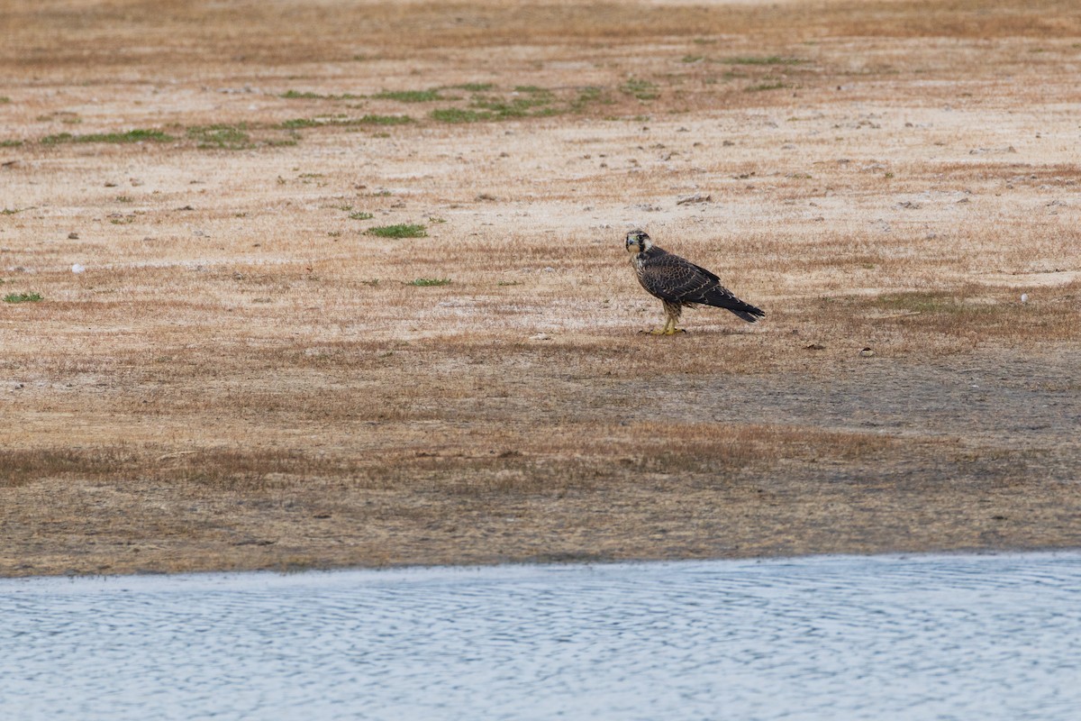 Peregrine Falcon (Tundra) - ML641308282