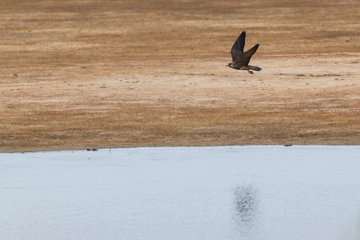 Peregrine Falcon (Tundra) - ML641308283