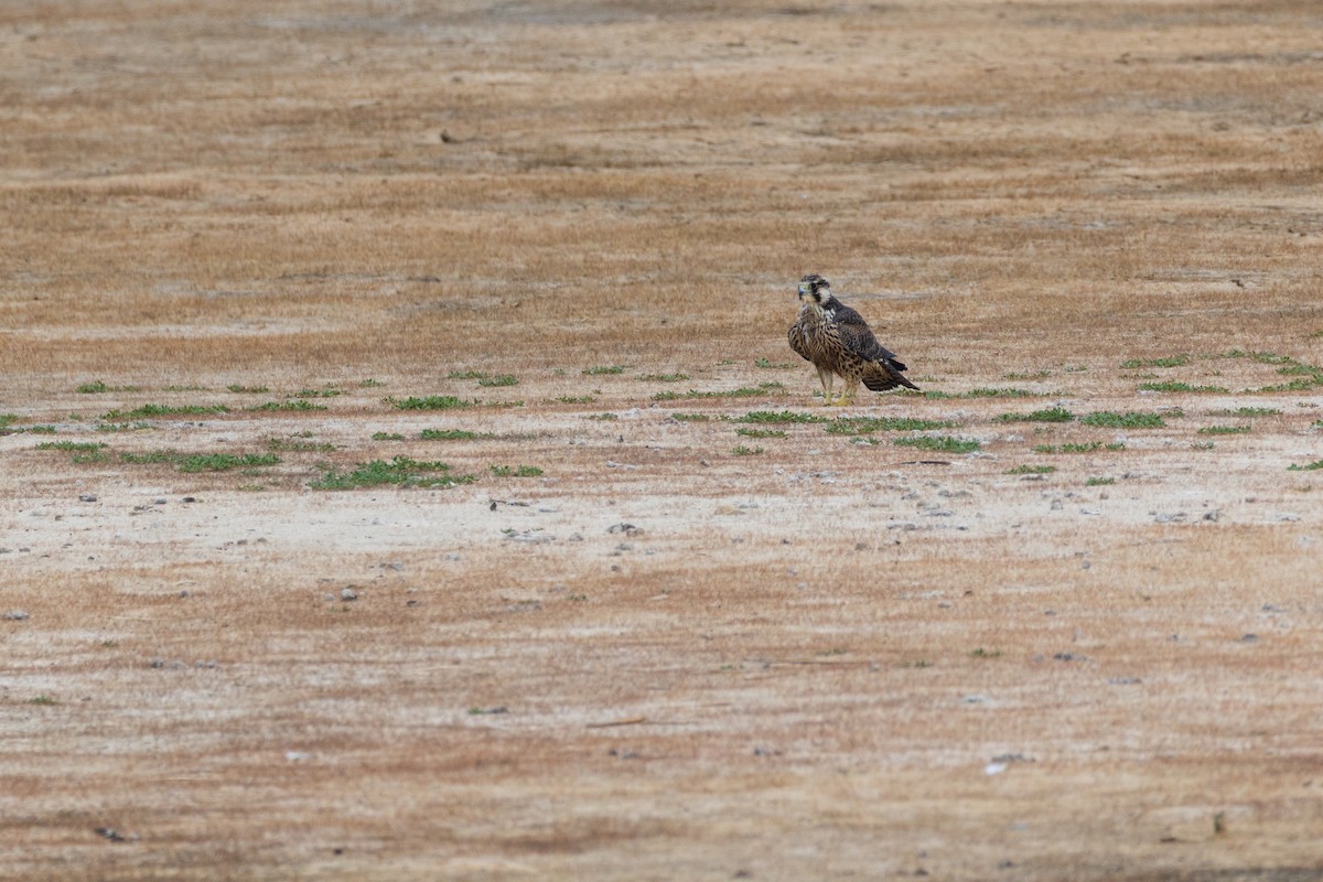 Peregrine Falcon (Tundra) - ML641308284