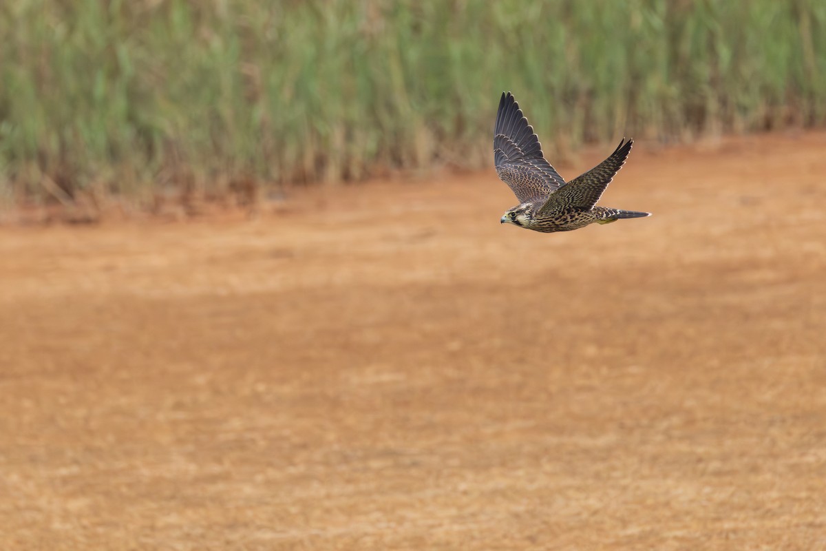 Peregrine Falcon (Tundra) - ML641308286