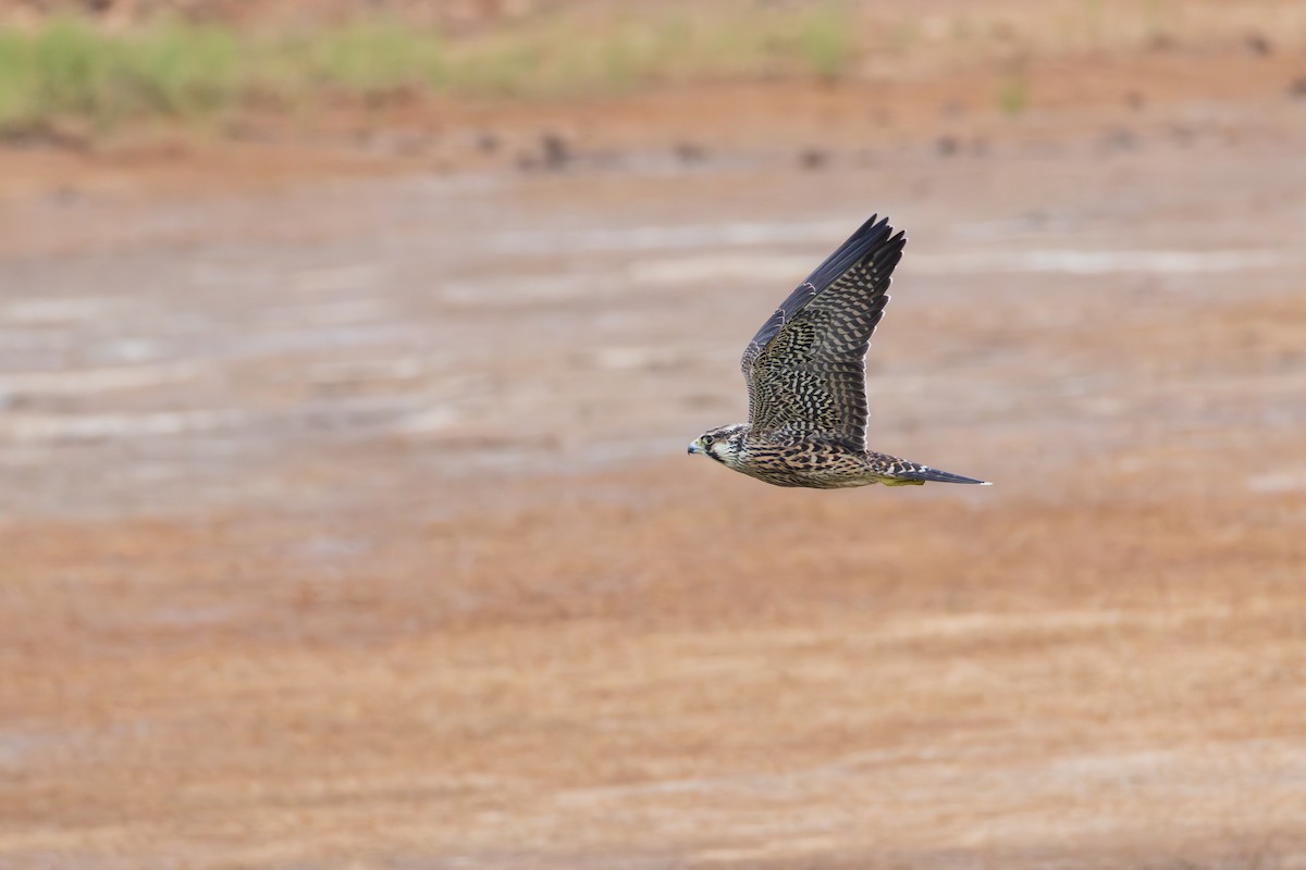 Peregrine Falcon (Tundra) - ML641308287