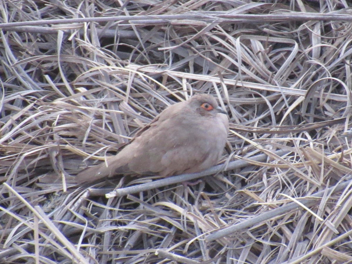 holoubek brýlatý - ML641308343