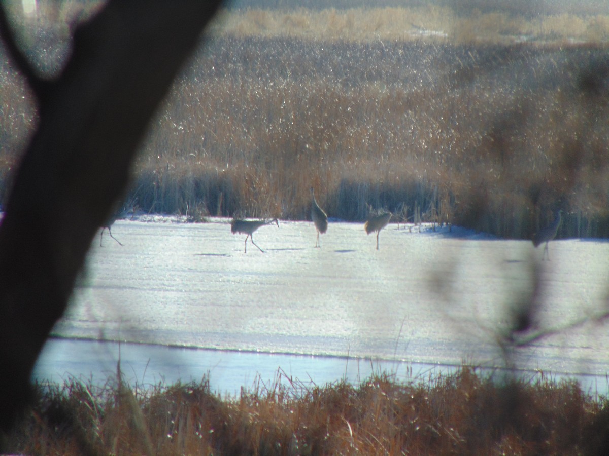 Sandhill Crane - ML641308348