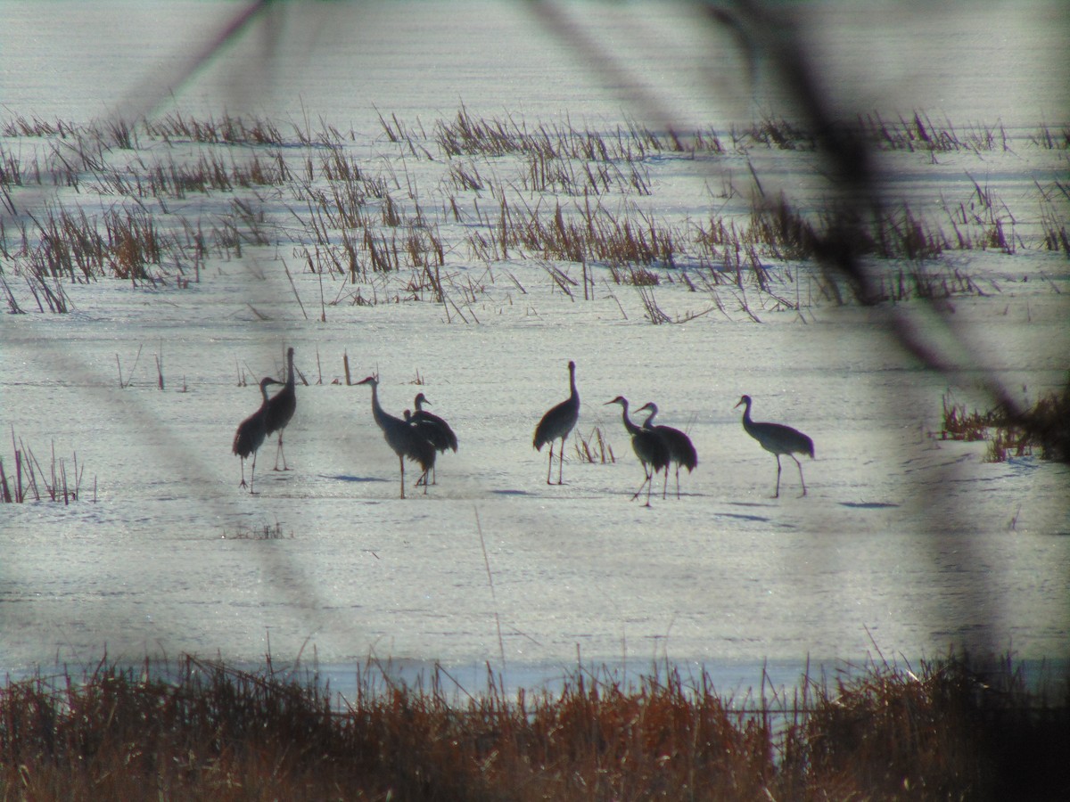 Sandhill Crane - ML641308353