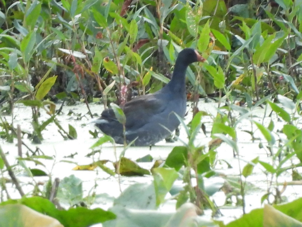 Common Gallinule - ML641308375