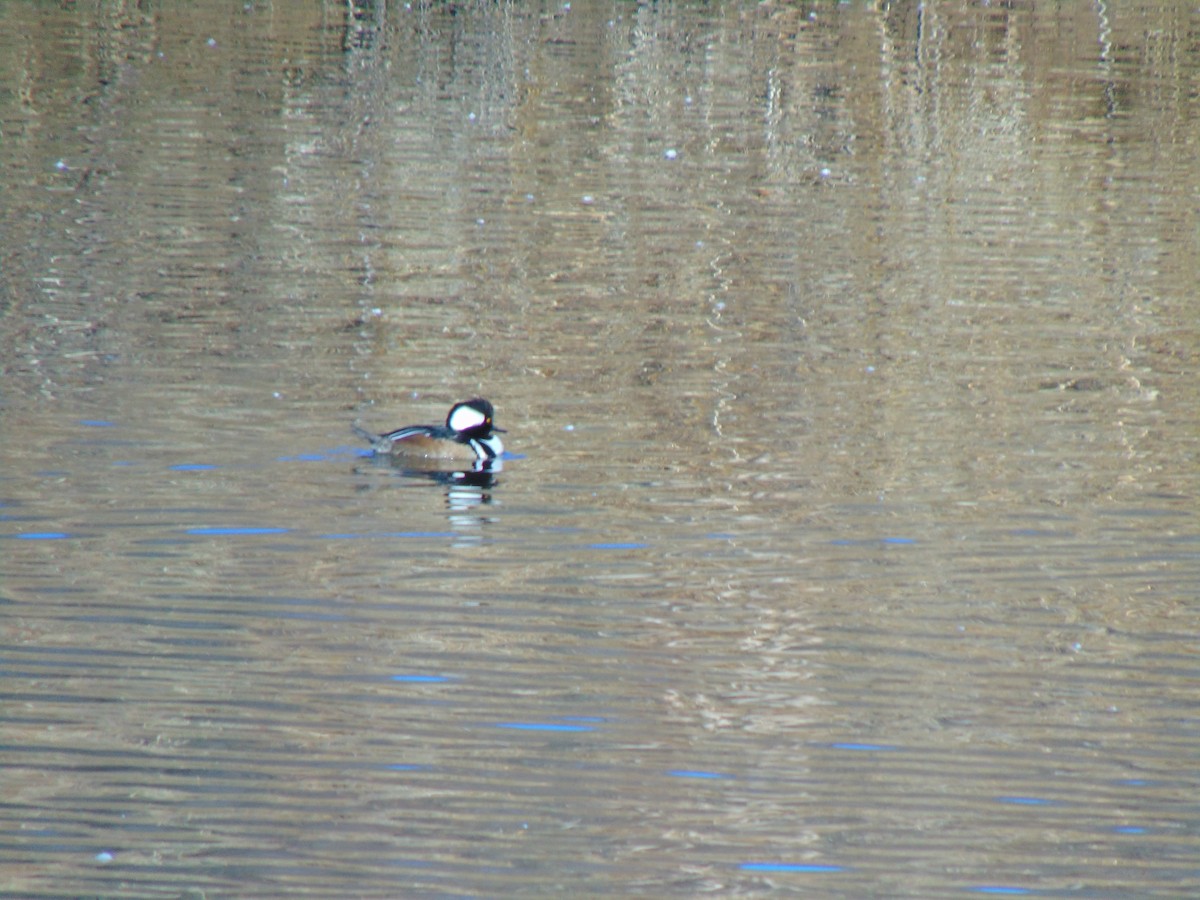 Hooded Merganser - ML641308394