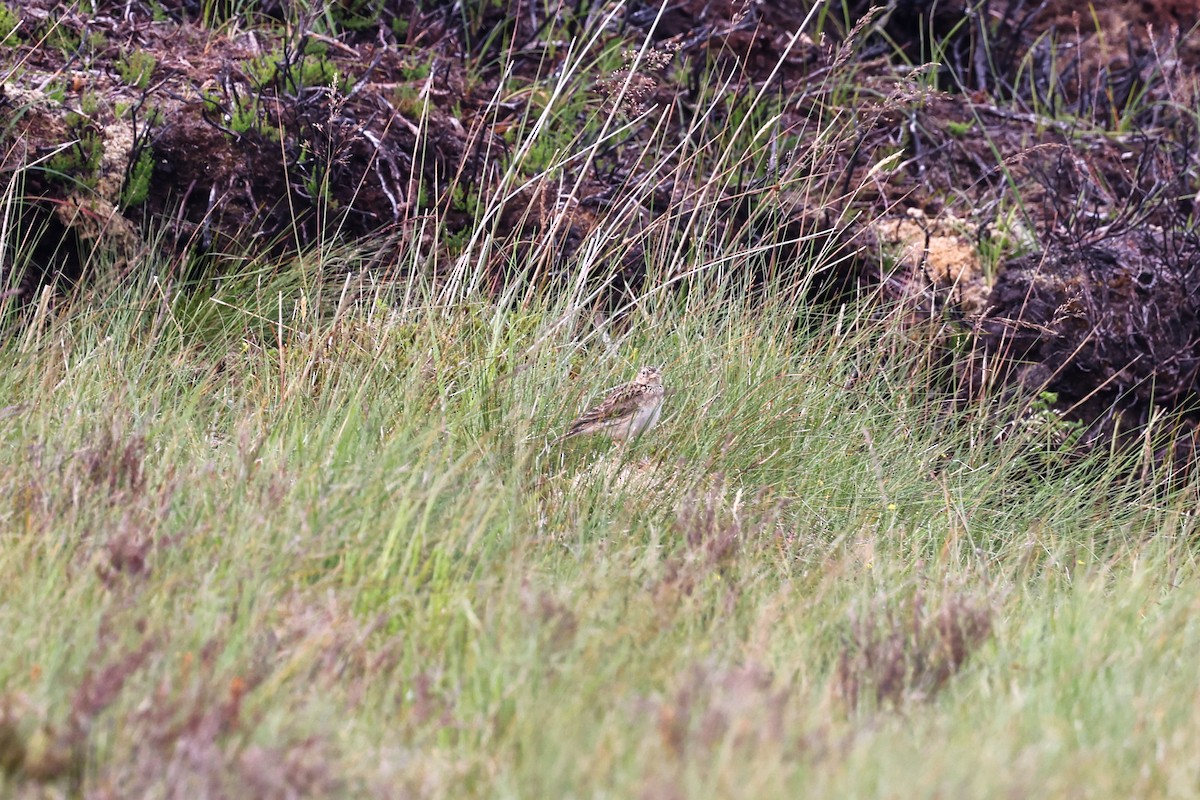 Eurasian Skylark - ML641308396