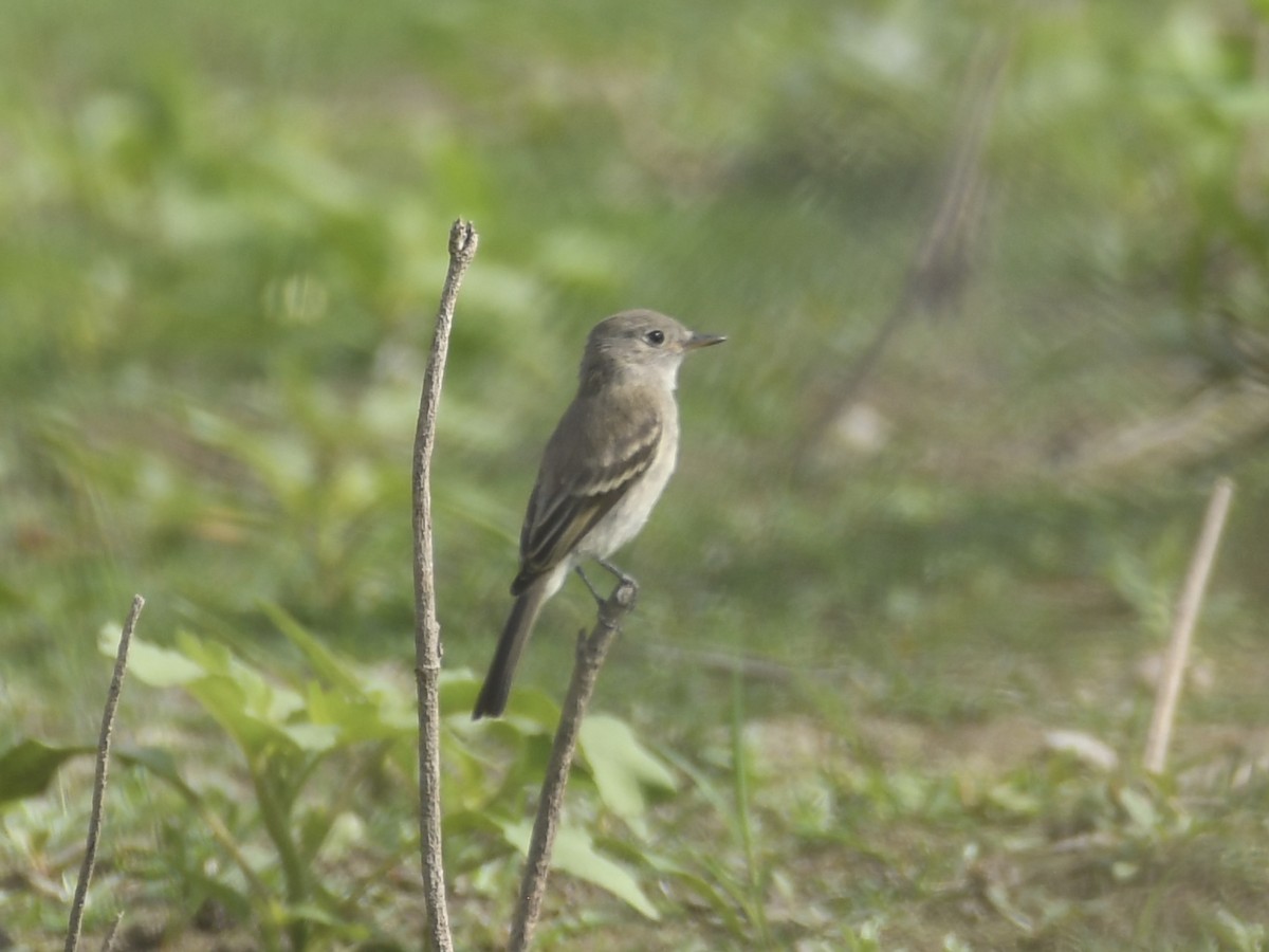 Gray Flycatcher - ML641308400
