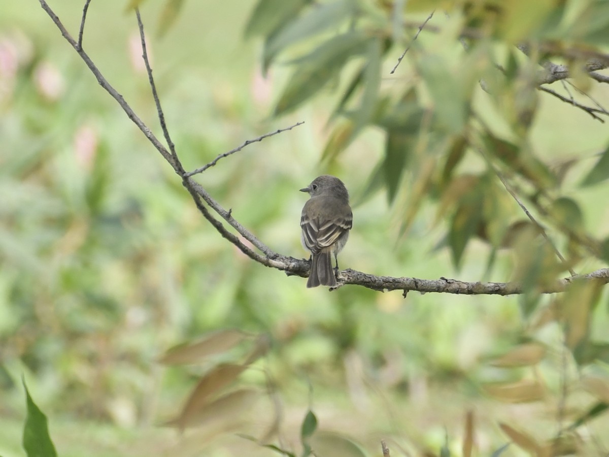 Gray Flycatcher - ML641308402
