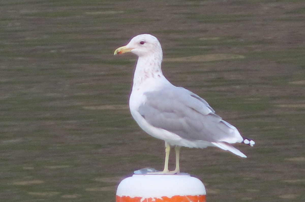 California Gull - ML641308407