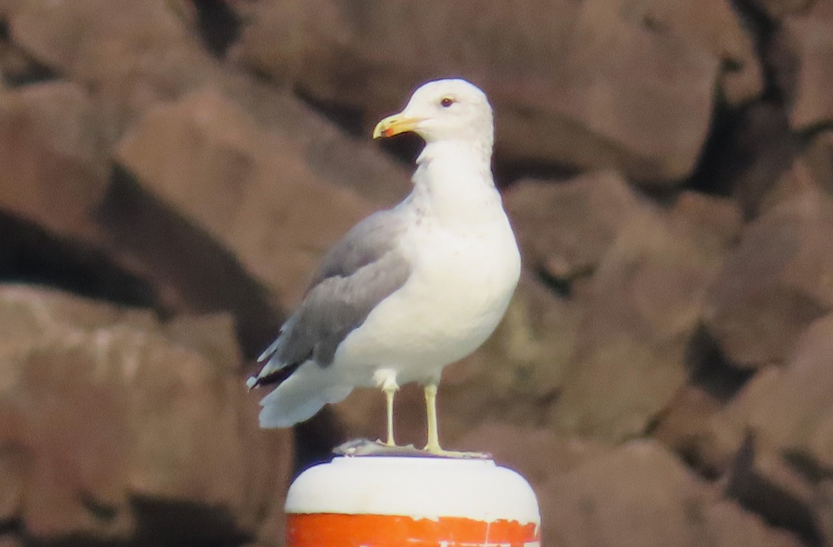 California Gull - ML641308408