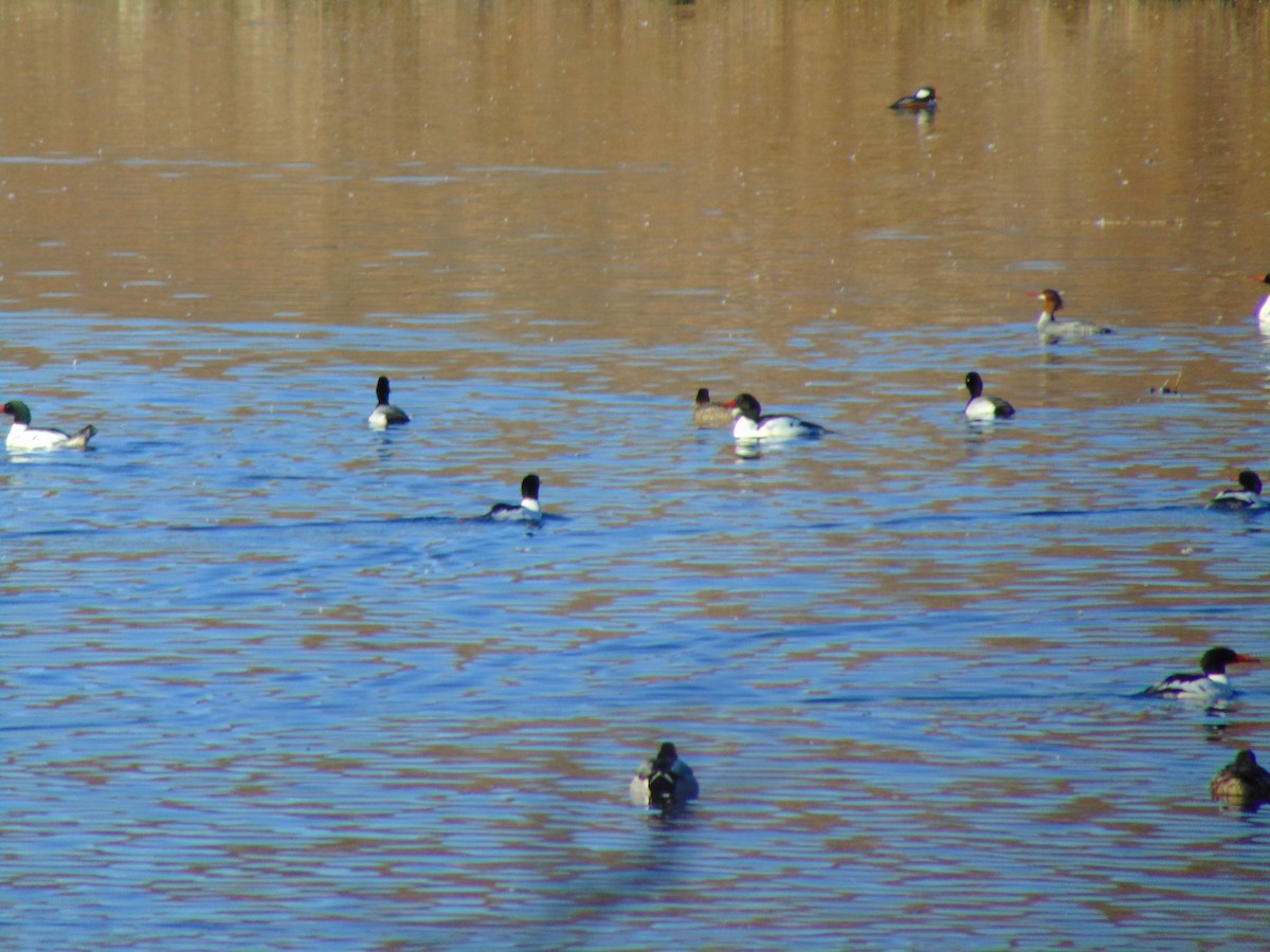 Common Merganser - ML641308410