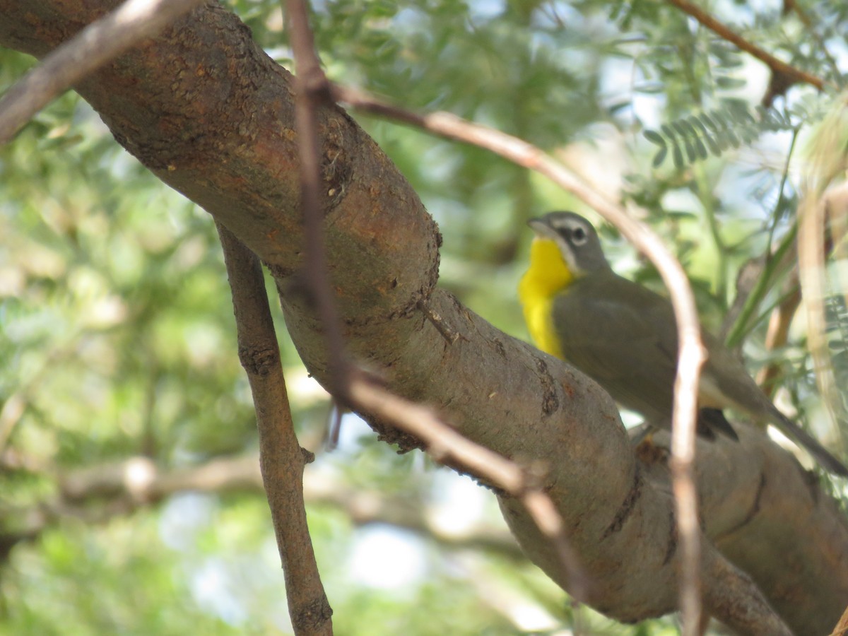 Yellow-breasted Chat - ML641308425
