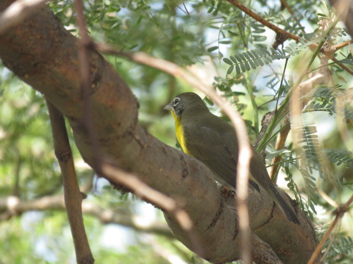 Yellow-breasted Chat - ML641308426