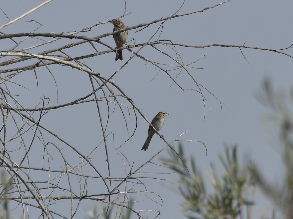 Brewer's Sparrow - ML641308431