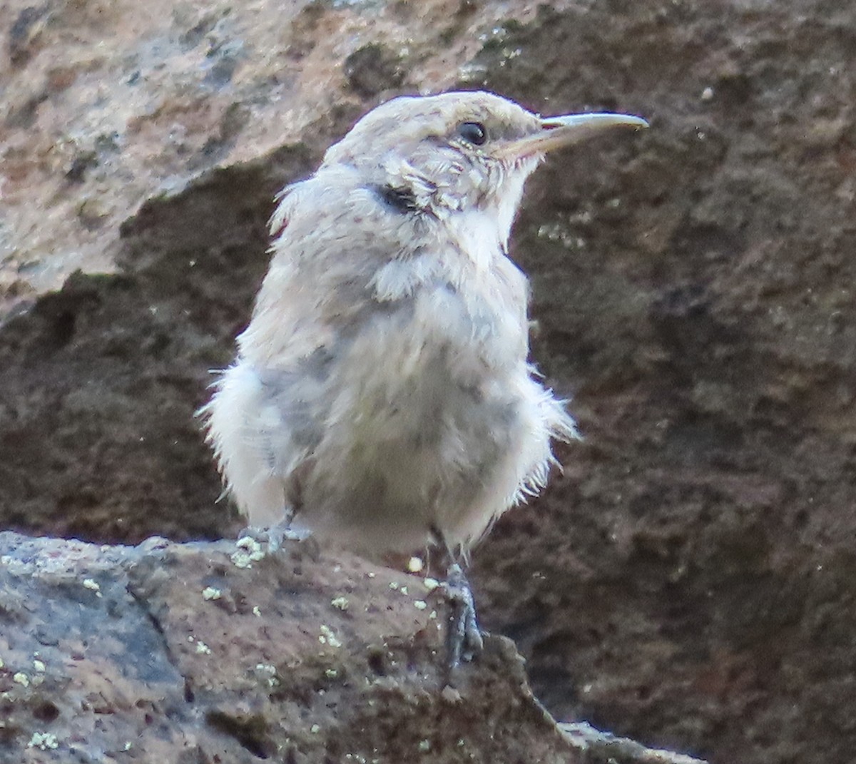 Rock Wren - ML641308432