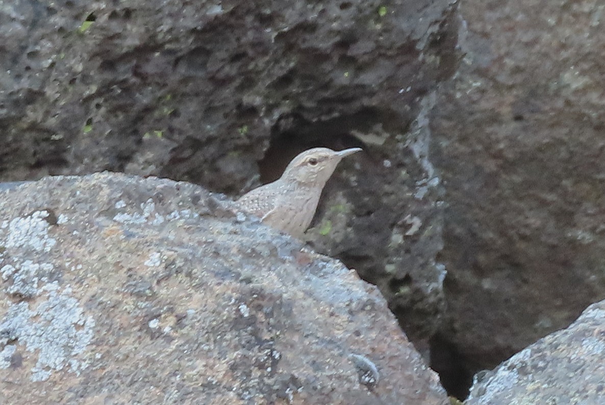 Rock Wren - ML641308433