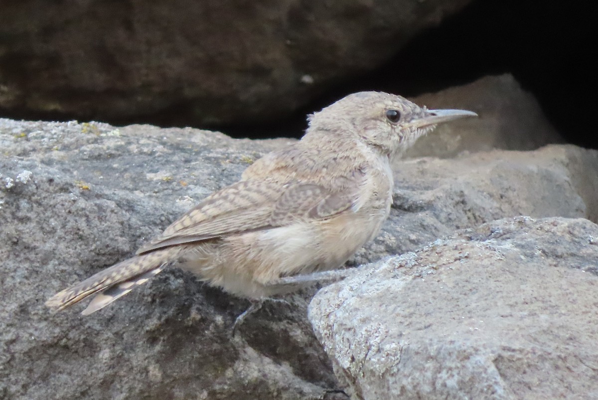 Rock Wren - ML641308434