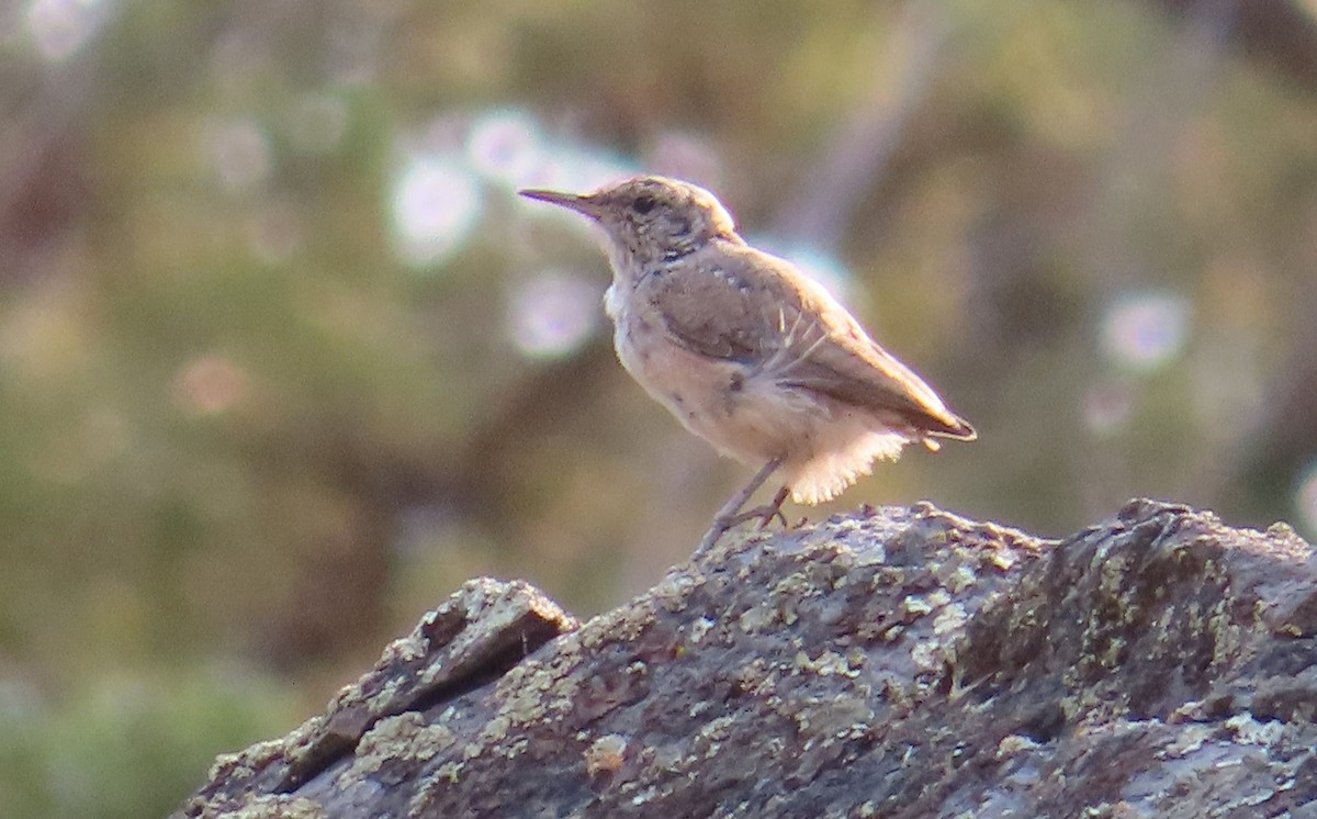 Rock Wren - ML641308435
