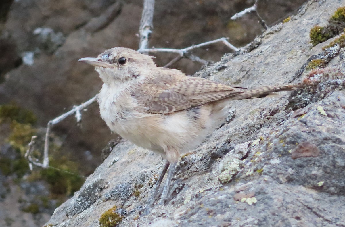 Rock Wren - ML641308437