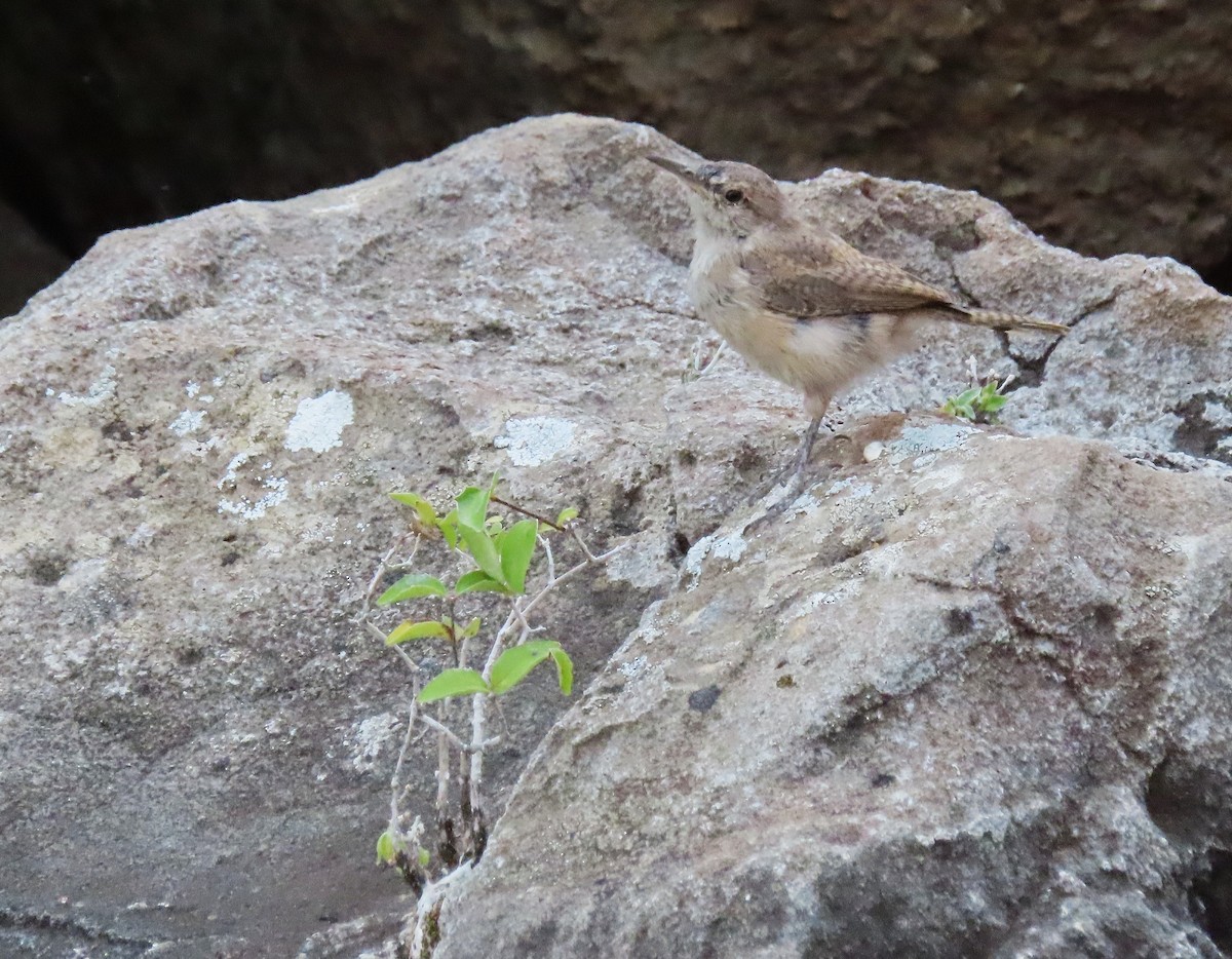Rock Wren - ML641308438