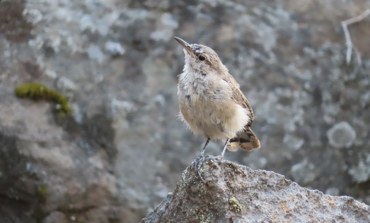 Rock Wren - ML641308439