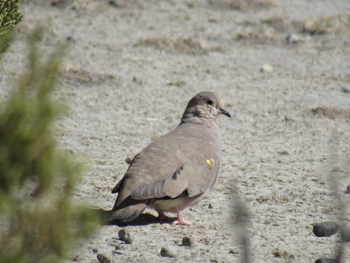 holoubek zlatoskvrnný - ML641308441