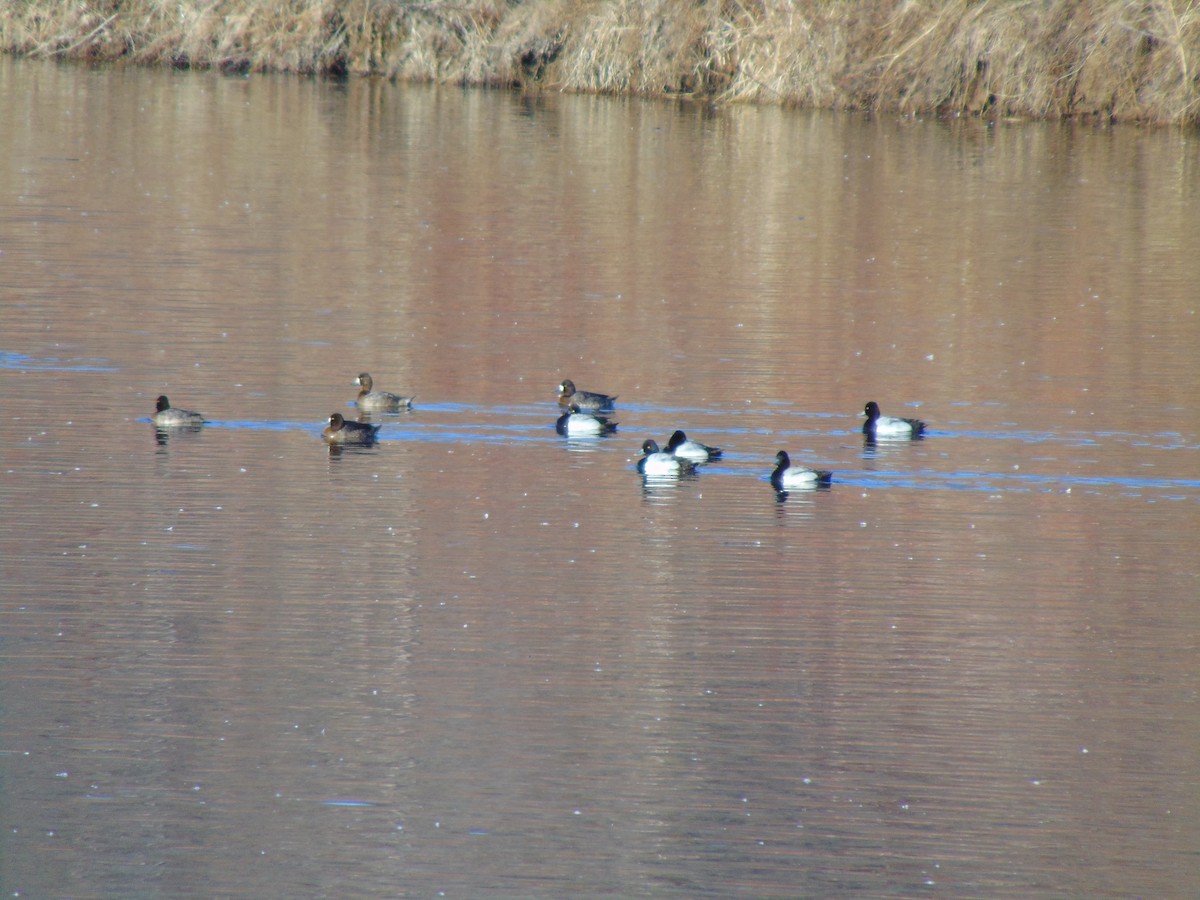 Lesser Scaup - ML641308455