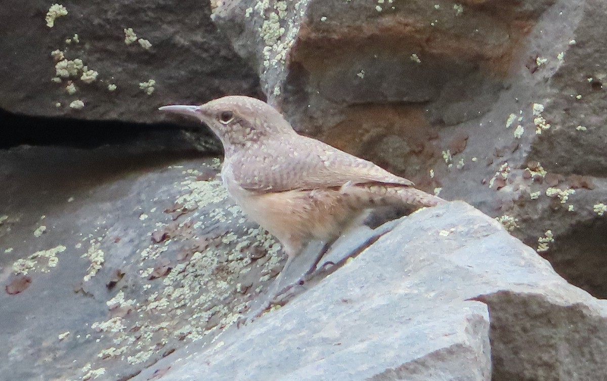 Rock Wren - ML641308456