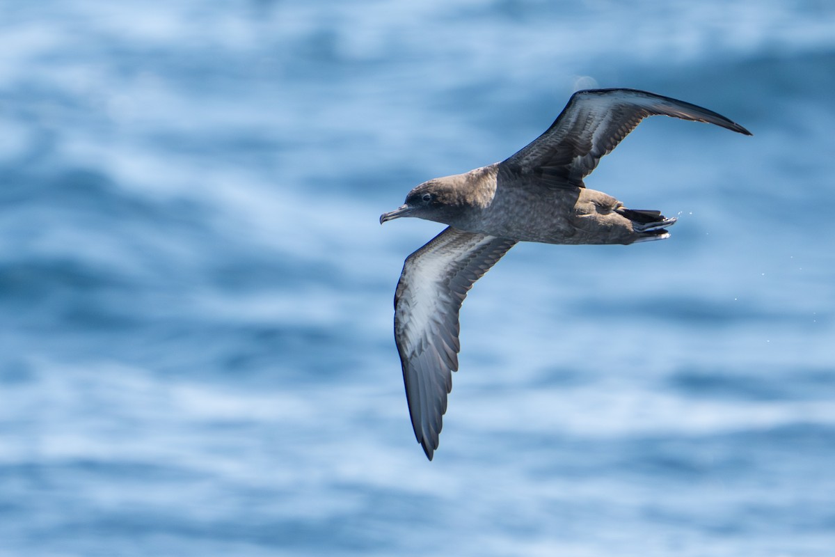 Sooty Shearwater - ML641308480
