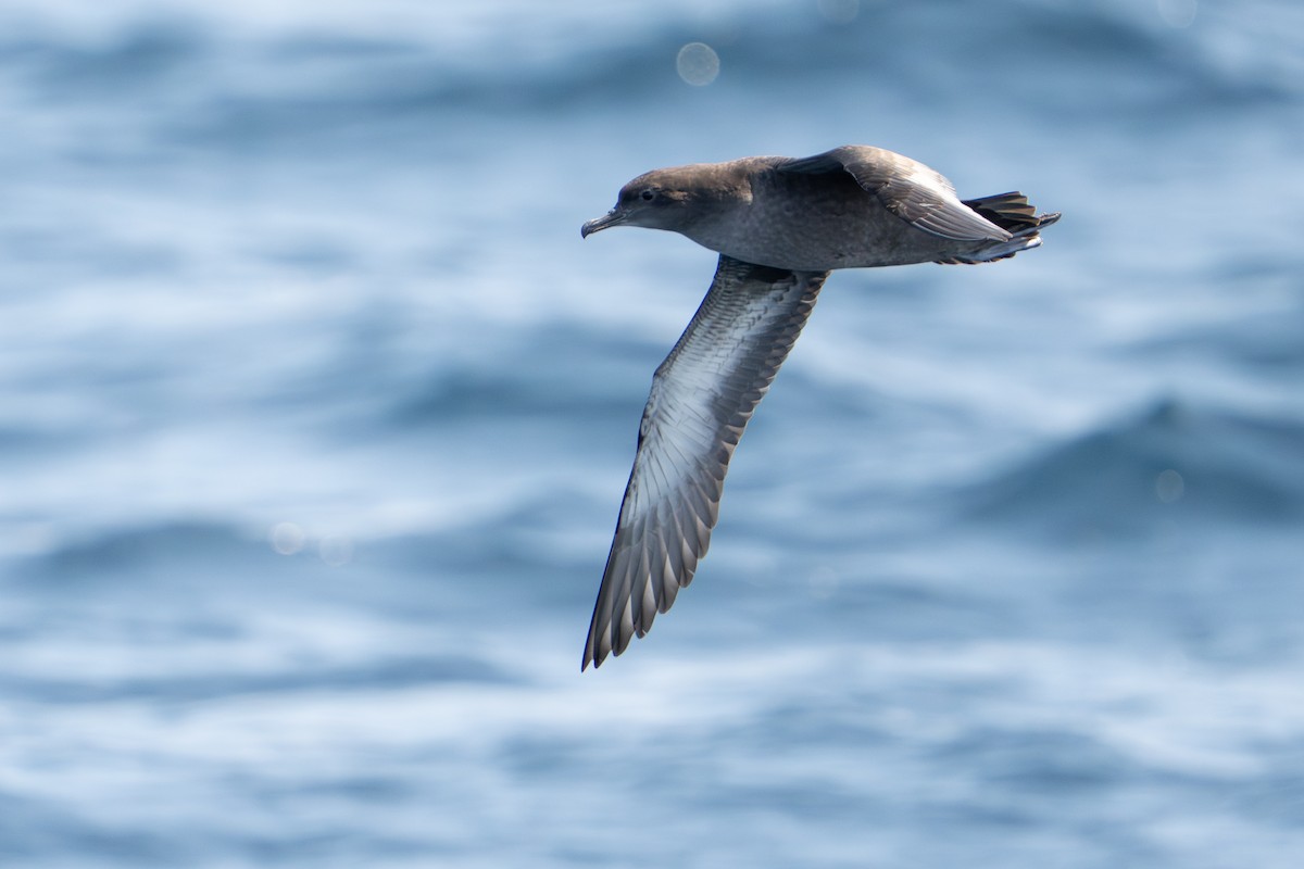 Sooty Shearwater - ML641308481
