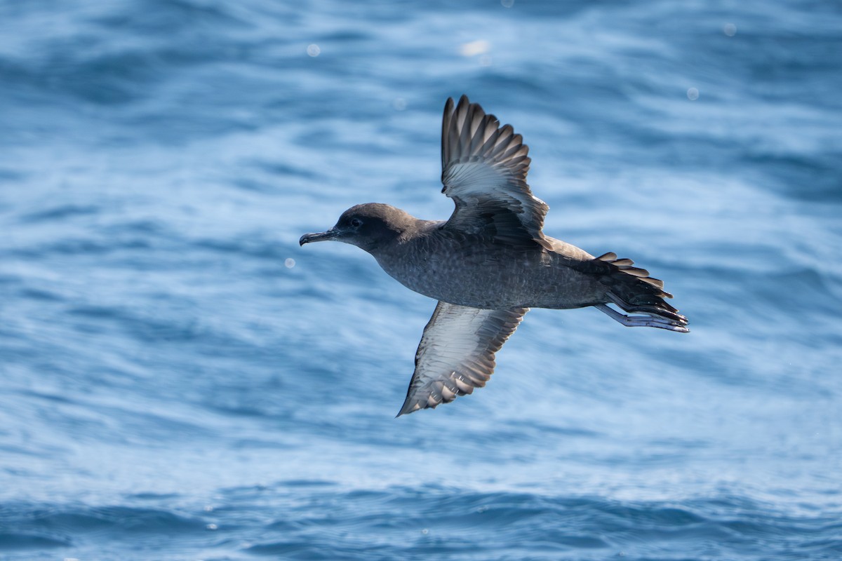 Sooty Shearwater - ML641308482