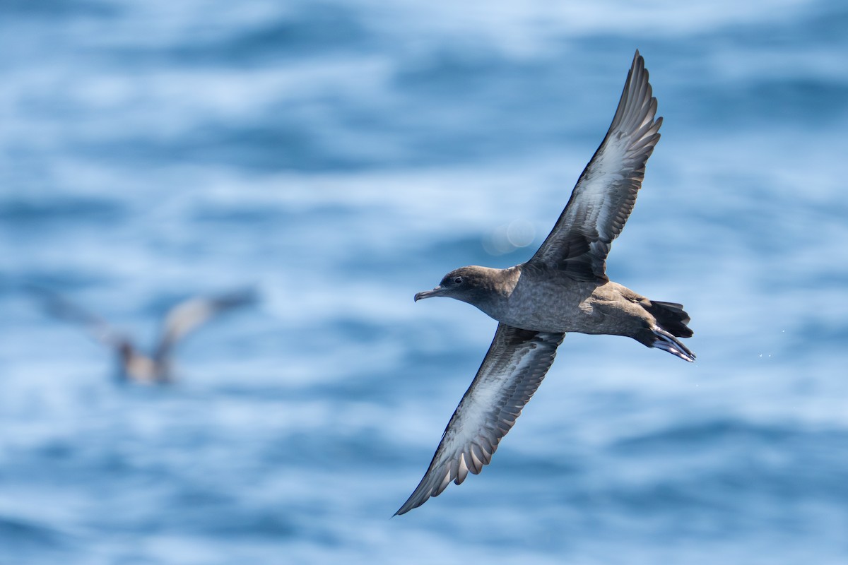 Sooty Shearwater - ML641308483
