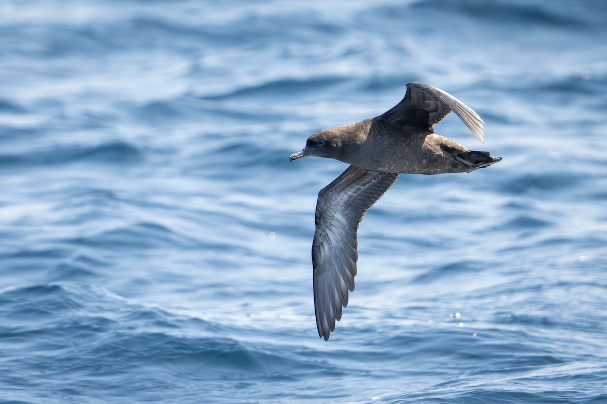 Sooty Shearwater - ML641308484