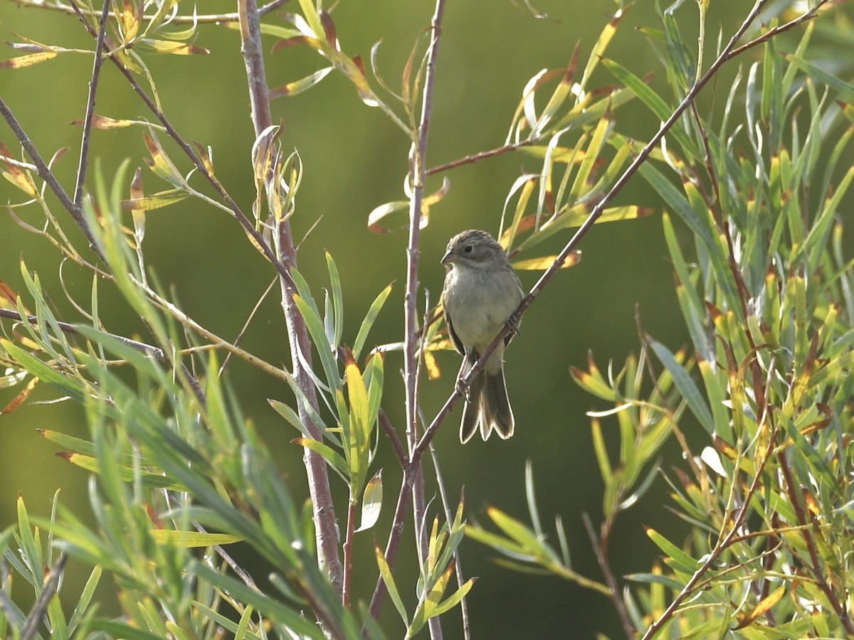 Brewer's Sparrow - ML641308486