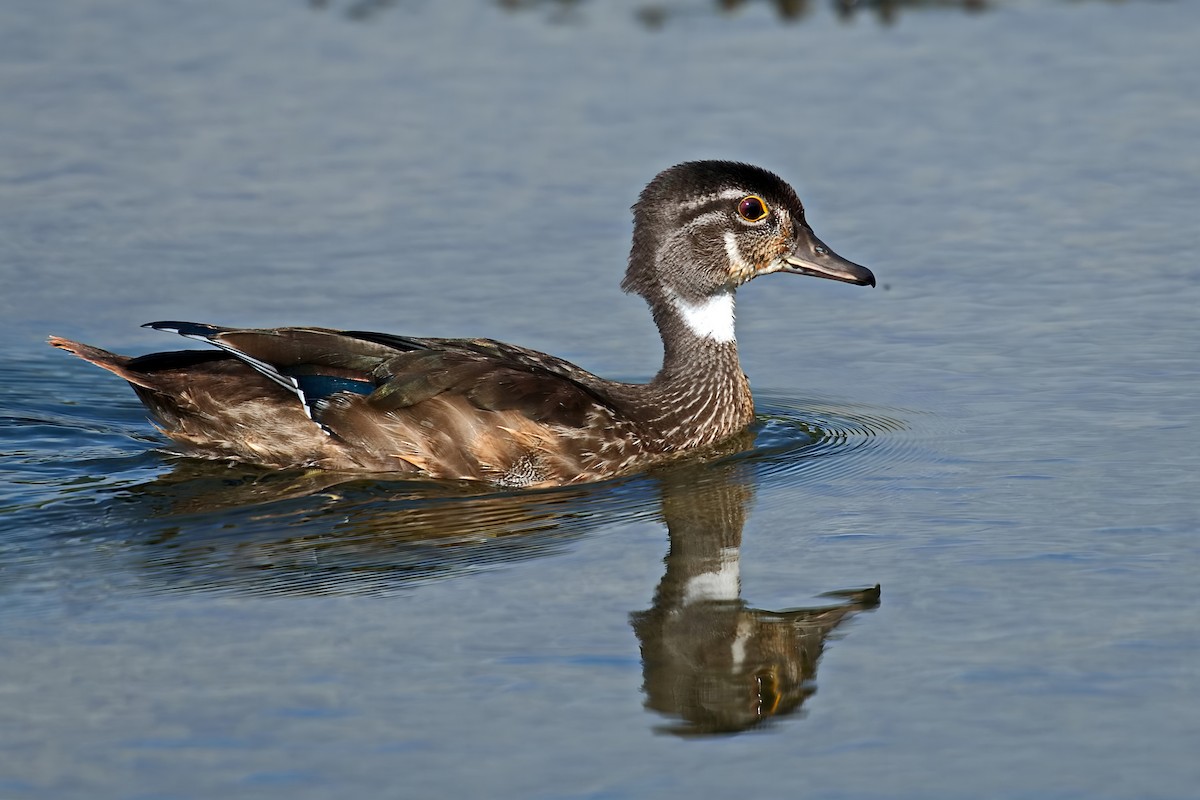 Wood Duck - ML641308490
