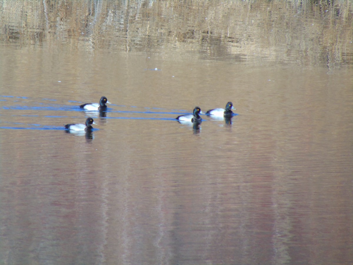Lesser Scaup - ML641308511